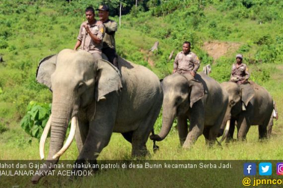 Empat Gajah CRU di Aceh Terancam Kelaparan - JPNN.COM
