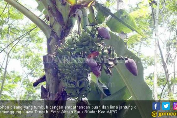 Langka Tapi Nyata, Pohon Pisang Berjantung Lima - JPNN.COM