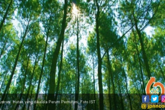 Manfaatkan Kawasan Hutan, Perhutani Gandeng Tiga BUMN - JPNN.COM