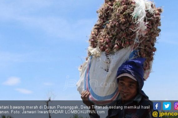 Harga Bawang Merah Langsung Anjlok - JPNN.COM