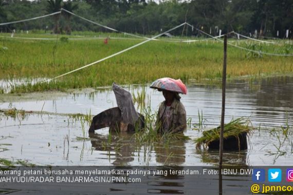Sawah Direndam Banjir, Petani Panen Padi Lebih Awal - JPNN.COM
