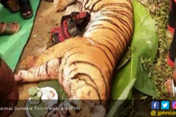 Tiga Pemburu Harimau Sumatera Ditangkap di Jambi - JPNN.COM
