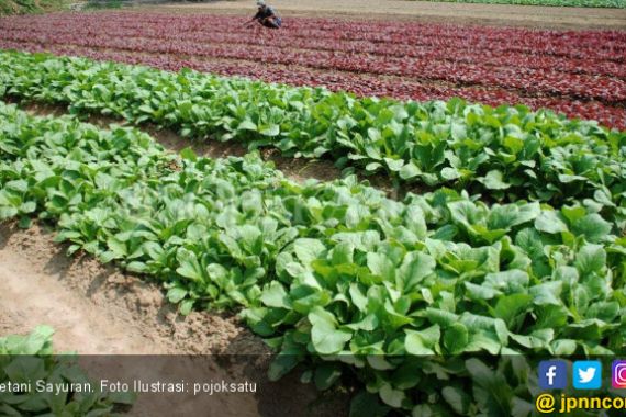 Pembenah Tanah Organik Tingkatkan Produktivitas Sayuran Daun - JPNN.COM