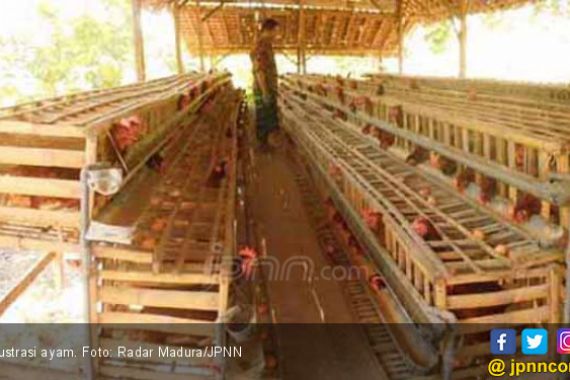 Harga Ayam Pedaging Turun Rp 5 Ribu per Ekor - JPNN.COM