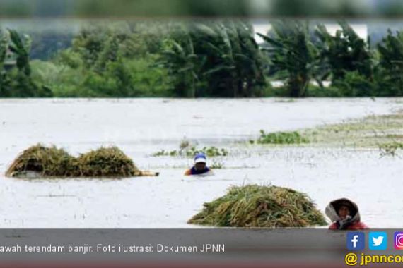 Ratusan Hektare Sawah Terendam Banjir di OKI - JPNN.COM