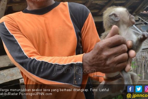 Ratusan Kera Liar Menyerang Tanaman, Petani Percaya Mitos - JPNN.COM