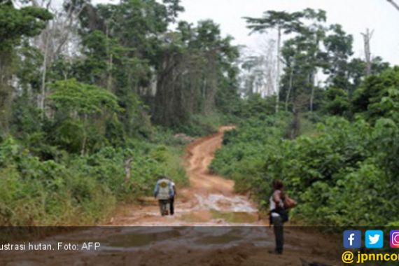 Angk Deforestasi Menurun, Lahan Kritis Menyempit - JPNN.COM