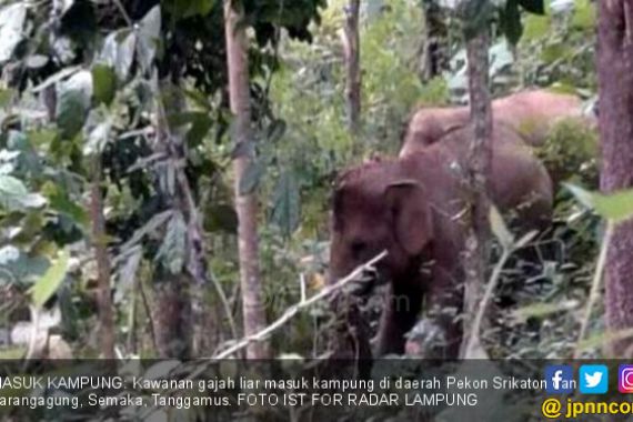 Gajah Liar Masuk Dusun, Perkebunan Warga Diacak-acak - JPNN.COM