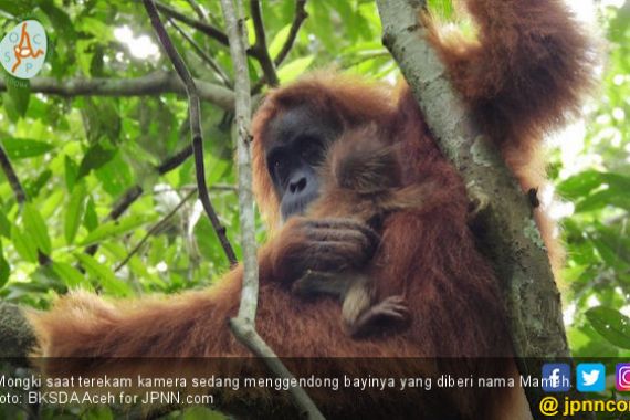 Lucunya, Bayi Orangutan Liar Betina Lahir di Aceh - JPNN.COM