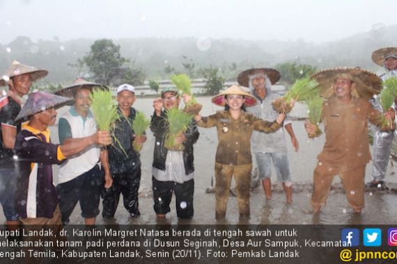 Diguyur Hujan, Bupati Karolin Pantang Menyerah Bareng Petani - JPNN.COM
