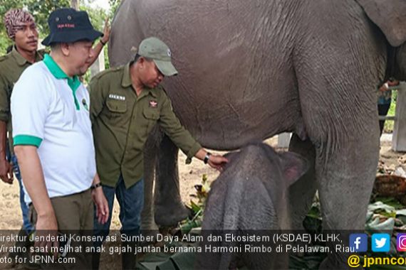  Perkenalkan, Anak Gajah Jantan Bernama Harmoni Rimbo - JPNN.COM
