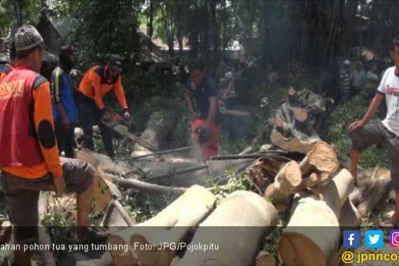 Pohon Beringin Tua Tumbang, 8 Orang jadi Korban - JPNN.COM