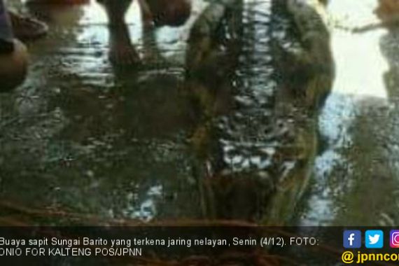 27 Tahun Tak Muncul di Sungai, Buaya Menampakkan Diri - JPNN.COM