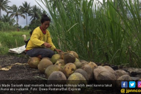 Warga Dekat Gunung Agung Terpaksa Panen Lebih Awal - JPNN.COM