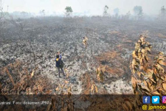 KLHK Ingin RAPP Pulihkan Lahan Gambut yang Terbakar - JPNN.COM