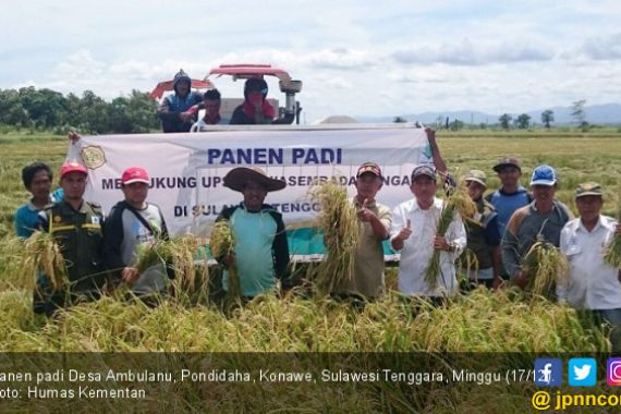 Panen Padinya Dihargai Tinggi, Petani Desa Ambulanu 'Ceme' - JPNN.COM