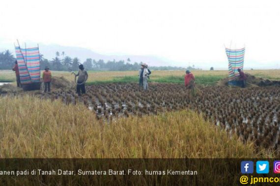 Panen Padi di Tanah Datar Menunjang Kedaulatan Pangan - JPNN.COM