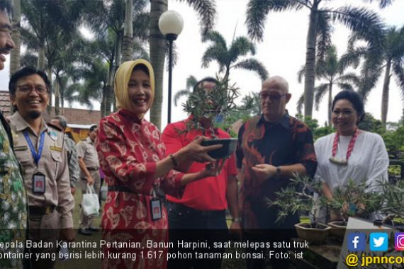 Badan Karantina Pertanian Giring Bonsai Indonesia ke Eropa - JPNN.COM