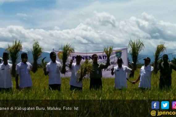 Panen Setiap Hari di Kabupaten Buru - JPNN.COM