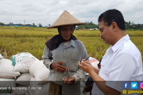 Produksi Beras Lumajang Surplus jadi Berkah Akhir Tahun - JPNN.COM