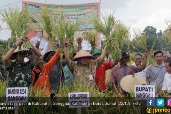 Desember Panen Padi, Sanggau Surplus Beras 18 Ribu Ton - JPNN.COM