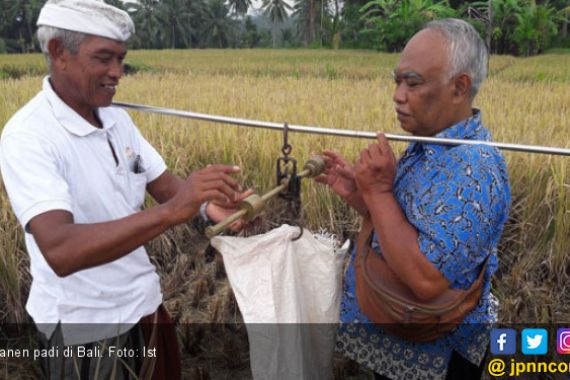 Jelang Tahun Baru, Petani di Bali Serentak Panen Padi - JPNN.COM