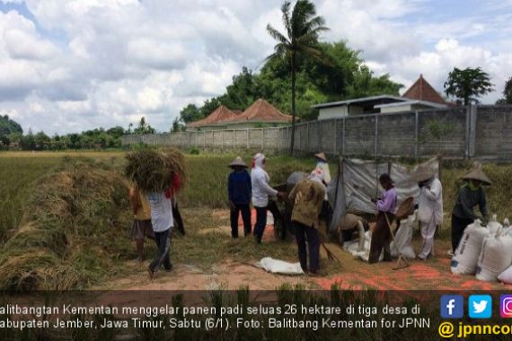 Balitbang Kementan Panen Padi 26 Hektare di Jember - JPNN.COM