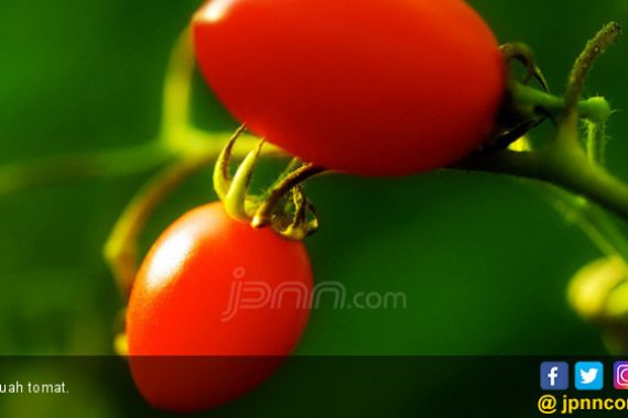 Tomat Bisa Membuat Rambut Wangi Sepanjang Hari, Ini Caranya - JPNN.COM