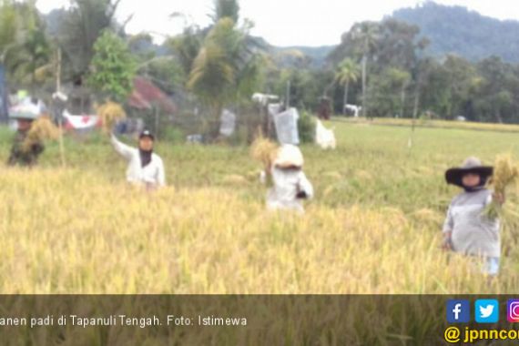 Petani Bersorak, Tapanuli Panen Padi Hingga Februari - JPNN.COM