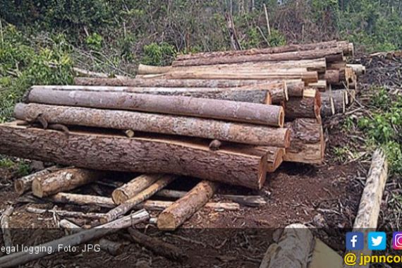 Kerugian Illegal Logging Telah Capai Rp 1,1 Miliar - JPNN.COM