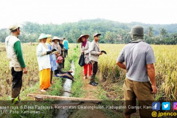 Hamdalah, Cianjur Surplus Beras dan Masih Bisa Panen Raya - JPNN.COM