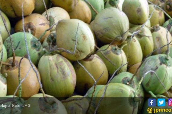 Pemerintah Kucurkan Rp 1 Triliun untuk Industri Kelapa - JPNN.COM