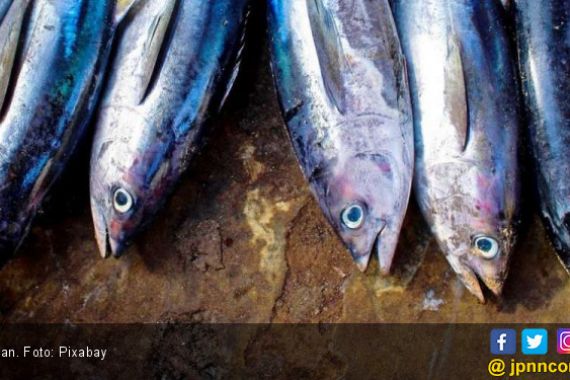 Bu Susi: Satu Hari Sudah 40 ton Ikan yang Dibuang - JPNN.COM