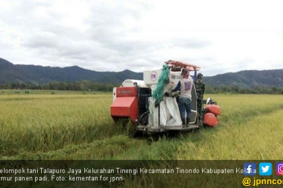452 Hektare Sawah di Tinondo Kolaka Timur Siap Panen - JPNN.COM