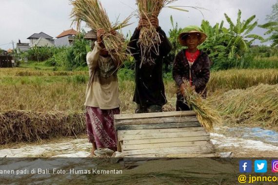 3 Kabupaten Penghasil Padi Terdampak Banjir, Stok Terganggu? - JPNN.COM