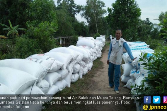 Pasokan Gabah Terus Meningkat dari Banyuasin - JPNN.COM