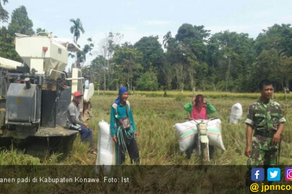 Sembilan Desa di Wilayah Wawotobi Serempak Panen Raya - JPNN.COM