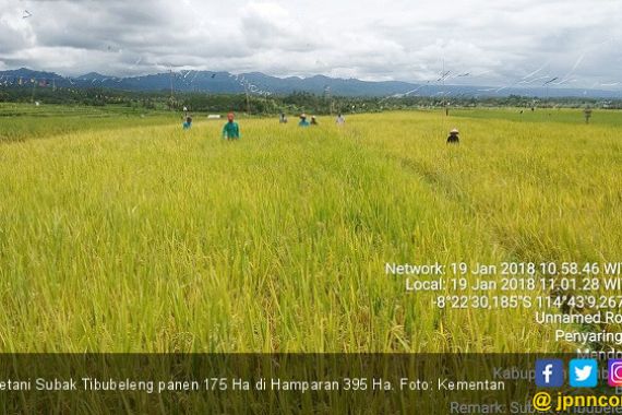 Petani Tibubeleng Panen 175 Ha di Hamparan 395 Ha - JPNN.COM