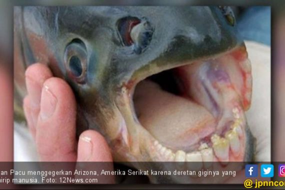 Ikan Bergigi Manusia Gegerkan Arizona - JPNN.COM