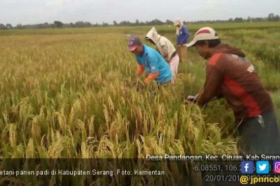 Produktivitas Membaik, Petani Serang Makin Semangat Bertani - JPNN.COM
