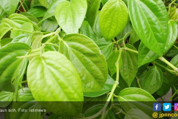 10 Khasiat Air Daun Sirih Campur Madu yang Tidak Terduga - JPNN.COM