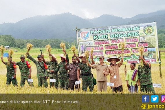 Panen Setiap Hari, Kabupaten Alor Siap Swasembada Pangan - JPNN.COM