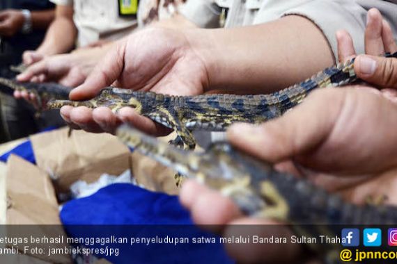 Tujuh Ekor Anak Buaya Diseludupkan Lewat Bandara - JPNN.COM