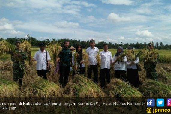 Panen Raya di Lumbung Pangan Sang Bumi Ruwa Jurai - JPNN.COM