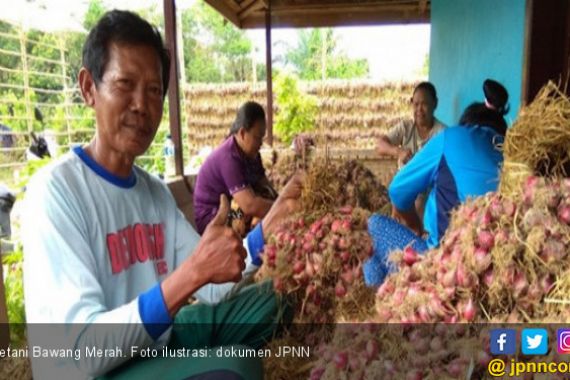 Program SANTUN Mampu Bikin Produksi Bawang Merah Meningkat - JPNN.COM