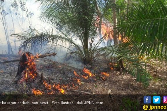 31 Ha Kebun Sawit Terbakar, Pessel Diselimuti Kepulan Asap - JPNN.COM