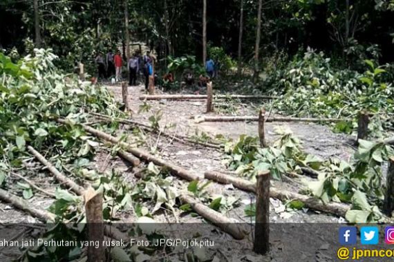 Ratusan Pohon Jati Perhutani Dihancurkan Orang Tak Dikenal - JPNN.COM