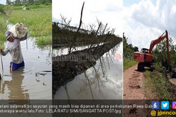 Lahan Kebanjiran, Petani di Sangatta Selatan Gagal Panen - JPNN.COM