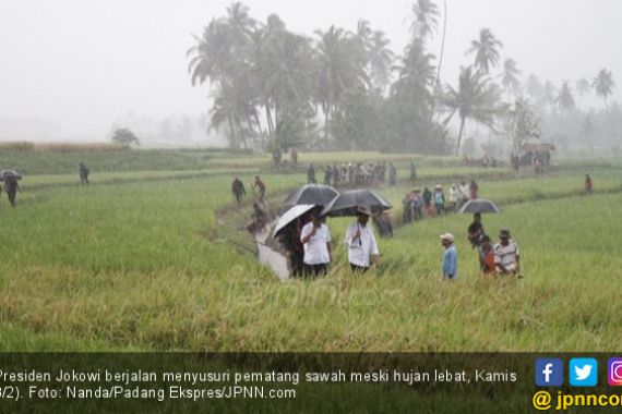 Presiden ke Sawah Saat Hujan Lebat, Arief: Nanti Pilek Lho - JPNN.COM