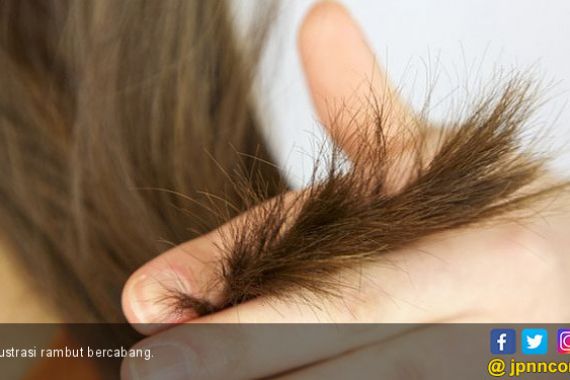 Ladies, Atasi Rambut Kering dengan 5 Bahan Alami Ini - JPNN.COM